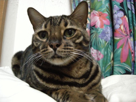 待機中 2009/07/25-1