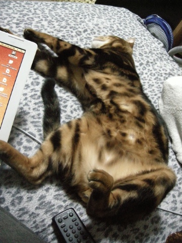 ねがえりで邪魔をする 2009/07/25-4