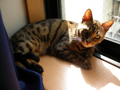 カーテンの向こう 2009/07/30-1