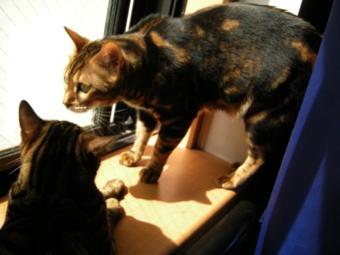 ジュニア参戦 2009/07/30-3