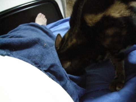 しぶとく 2009/07/30-5