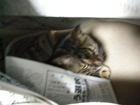 ちゃっかり者 2009/08/03-2