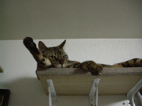 ねむいっす 2009/08/06-1