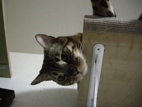 でも，下が気になる 2009/08/06-2