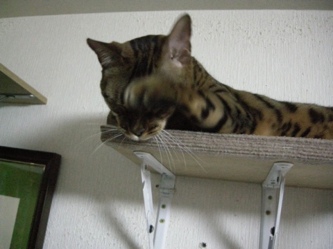 でも，ねむいっす 2009/08/06-3