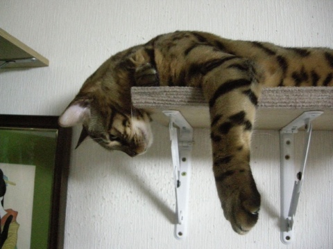 やっぱり，下が。。。 2009/08/06-4