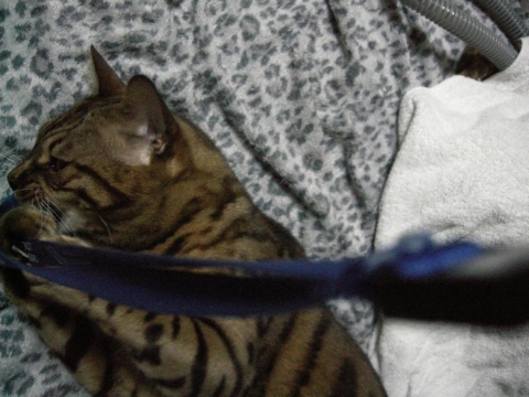 えさがおちてきた 2009/08/12-1