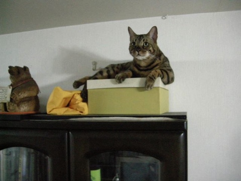 ちょっといい気分 2009/08/12-4