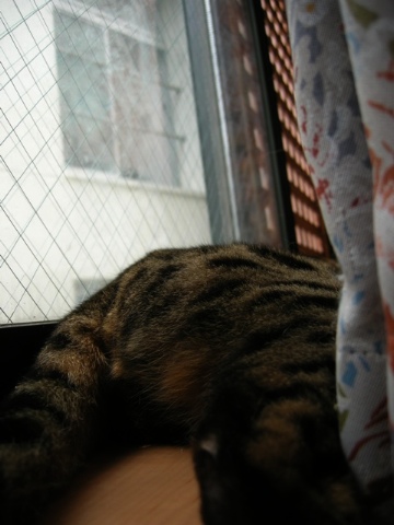 大きなお尻 2009/08/15-1