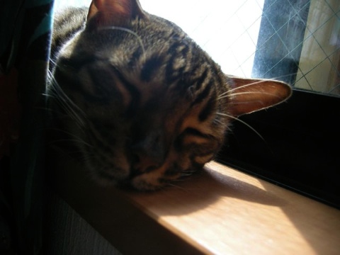 チエちゃんでした 2009/08/15-2