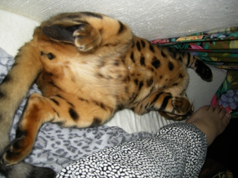 小鉄は爆睡 2009/08/15-3