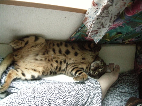 ちょっかい出してみても 2009/08/15-4