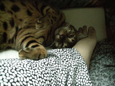 ねぼけたまま 2009/08/15-5