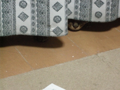 カーテンの向こう 2009/08/18-1