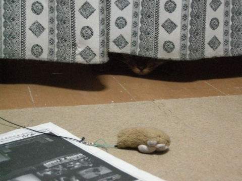 獲物は。。 2009/08/18-2