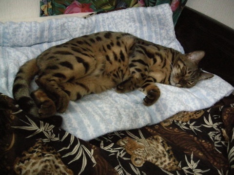 指定席 2009/08/24-1