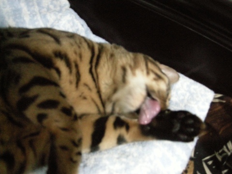 起きる努力 2009/08/24-3