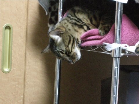 これで寝ている 2009/08/24-5