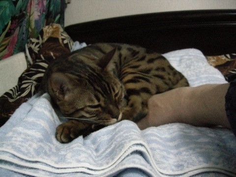 カイロ 2009/08/29-1