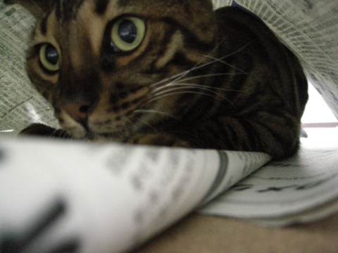 狭いところがすき 2009/08/29-2