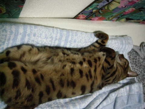 キョンシー寝 2009/09/06-1