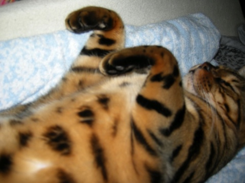 キョンシーアップ 2009/09/06-2