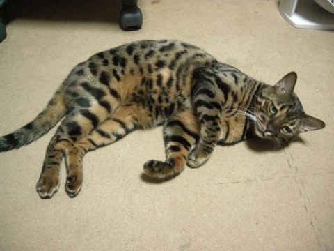 ふにゃん 2009/09/12-2