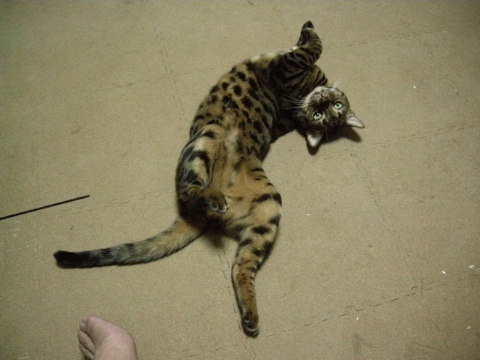 マイケル音頭で。。。 2009/09/21-1