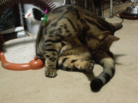 小鉄はコレ 2009/09/21-3