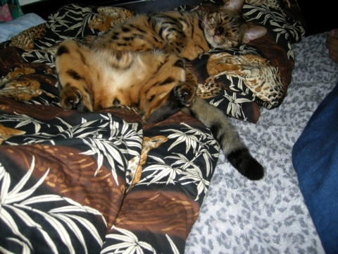 で，こんな寝方 2009/09/21-4