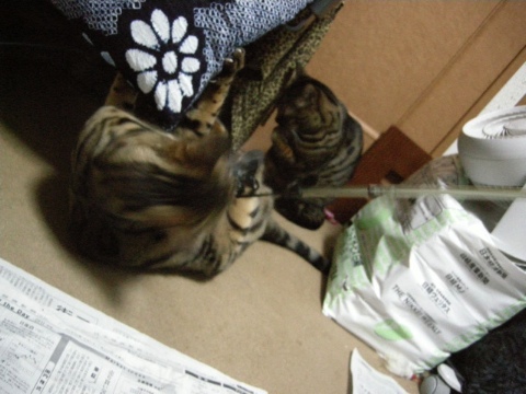 ブーム 2009/10/05-1