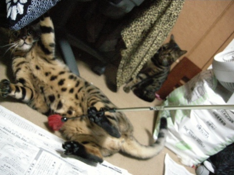 でかすぎて，あちこちぶつかり 2009/10/05-2