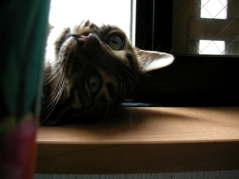 ふにゃぁ 2009/10/13-3