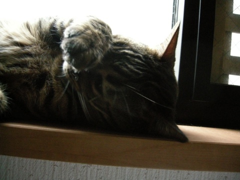 まだねむい 2009/10/13-4