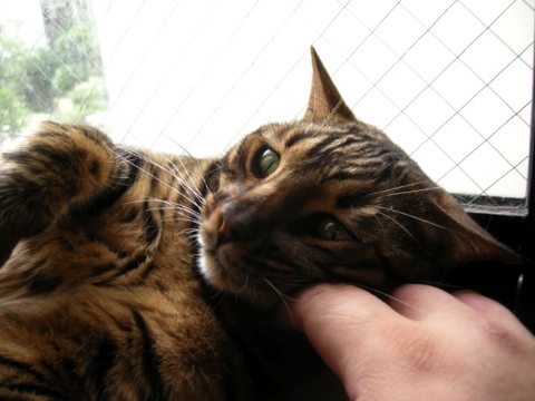 媚びる 2009/10/13-5