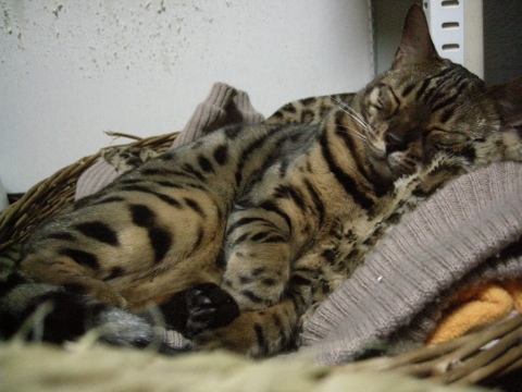 しばらく寝ていました 2009/10/25-1