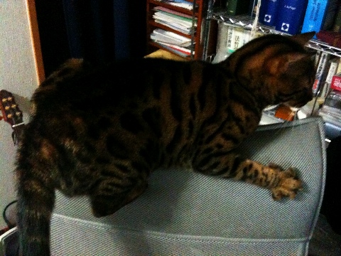 太いしっぽ 2009/11/15-2