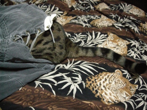 完成＼(^▽^)／ 2009/11/21-5