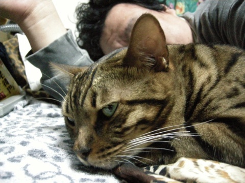 目障り 2009/12/06-2