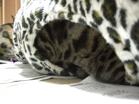 再・保護色 2009/12/06-5