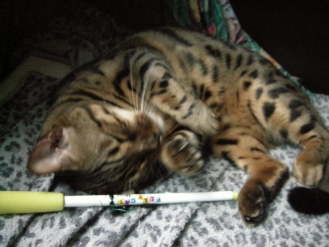 起きるべく。。。 2009/12/29-2