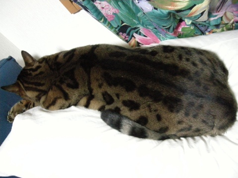 爆睡体制 2009/12/29-3