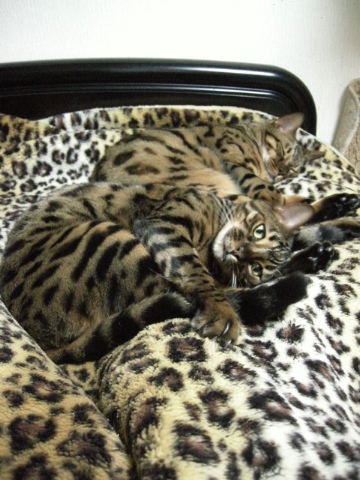 いつものように 2010/02/20-2